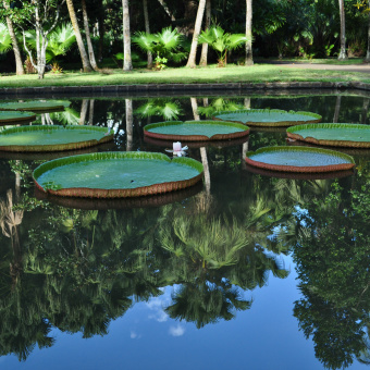 Ботанический сад Памплемус на острове Маврикий