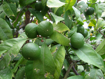photo 1084714