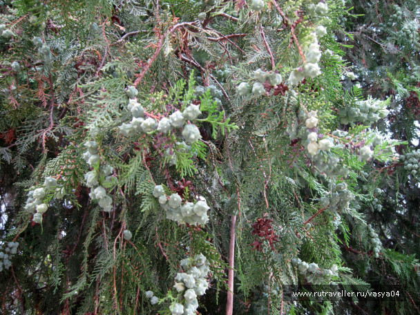 photo 1084715