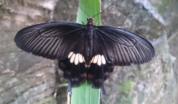 ������ ������� (28)