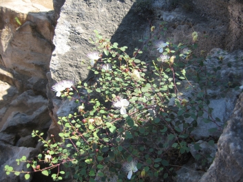 photo 1471157
