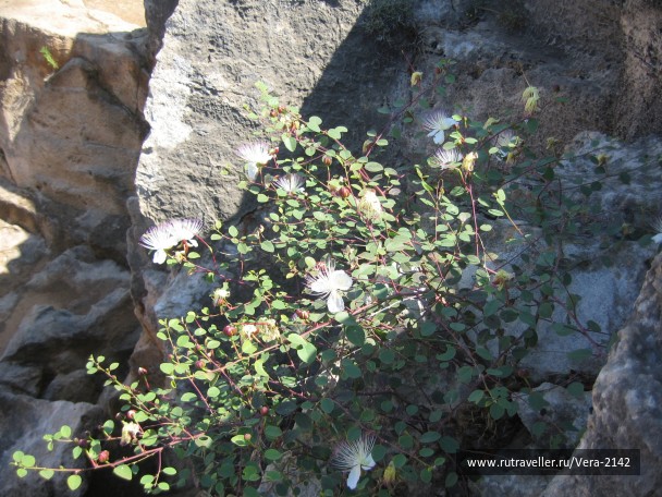 photo 1471157