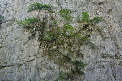 photo 1527516