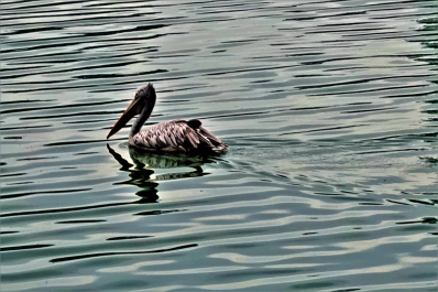 photo 1585976