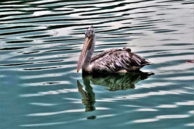 photo 1590264
