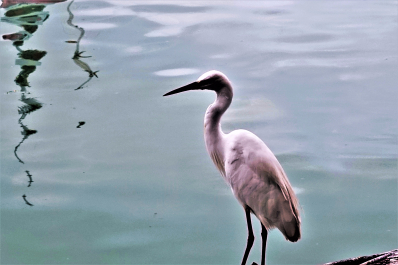 photo 1591778
