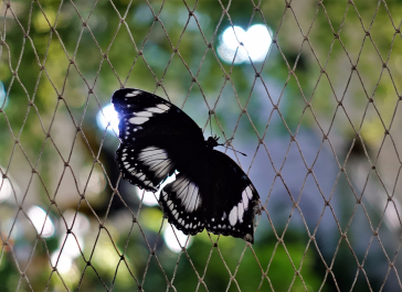photo 1572670