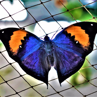 Восхитительный Дубай. Парк бабочек Dubai Butterfly Garden.