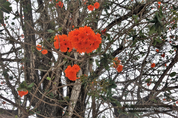 photo 1618980