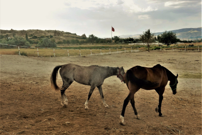 photo 1658596