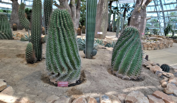 ���� �������� (37)