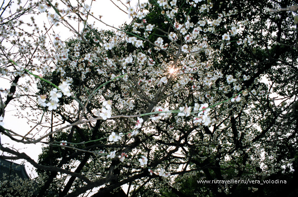photo 212597
