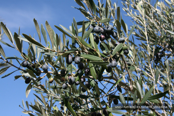 photo 214373