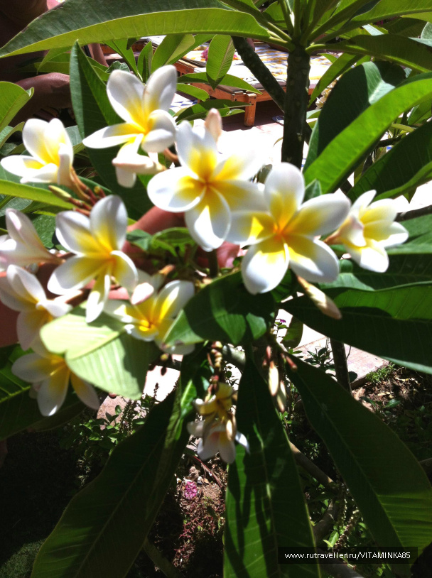 photo 93417