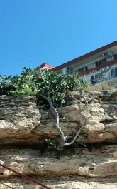 photo 963491