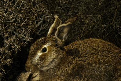 photo 304278