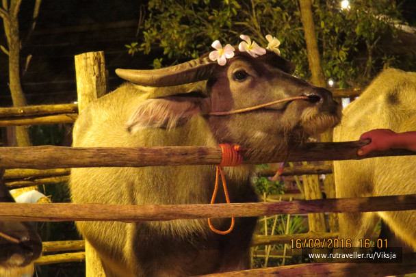 photo 1405832