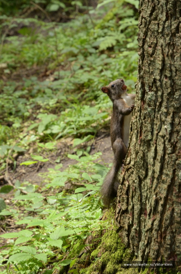 photo 256221