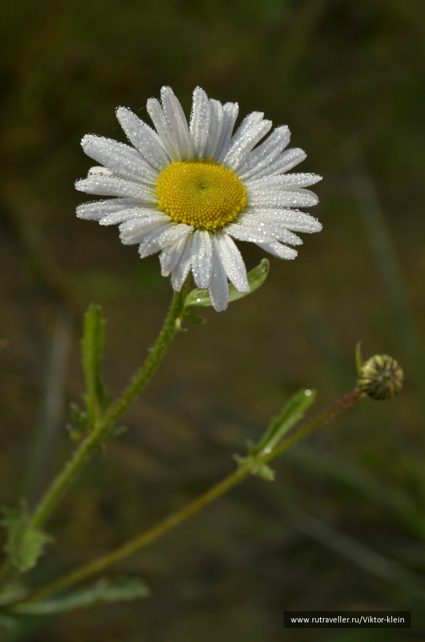 photo 256232