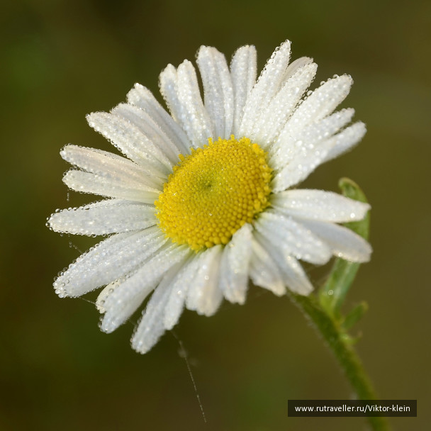 photo 256233
