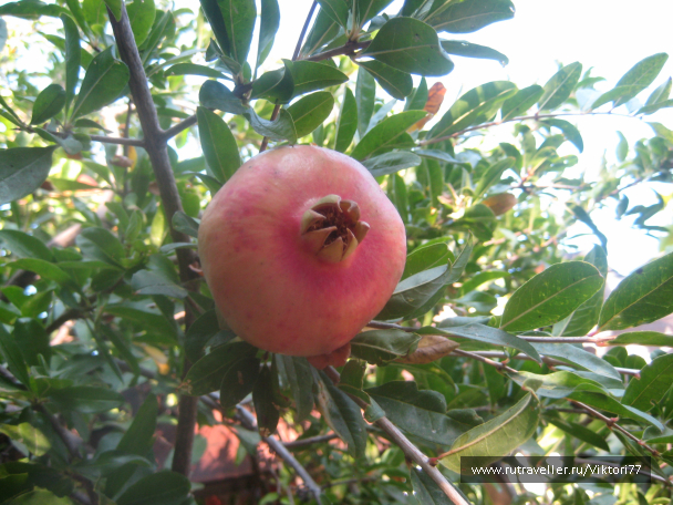 photo 637059