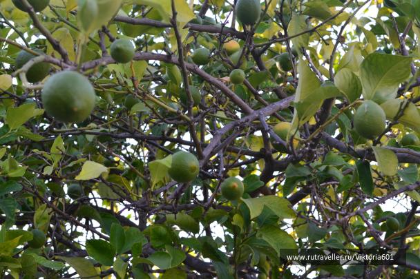 photo 708276