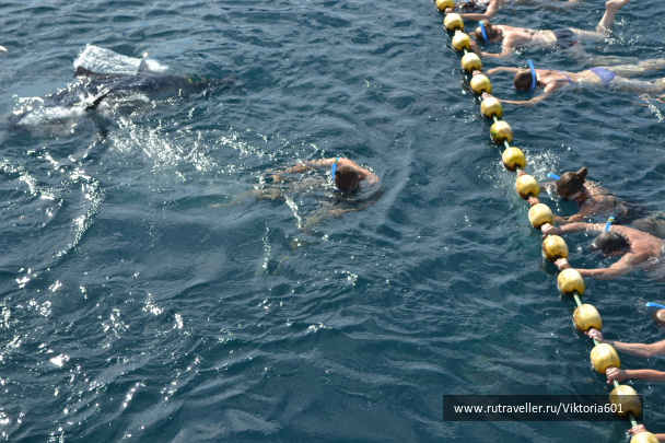 photo 694156