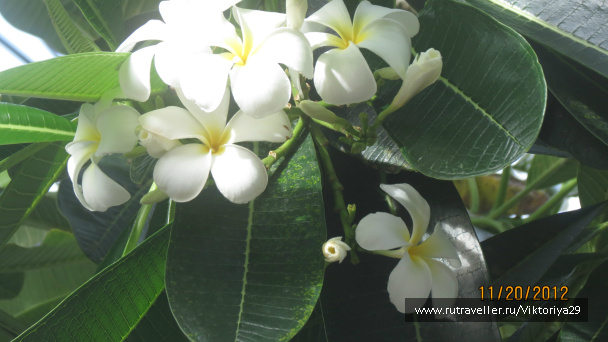 photo 213891