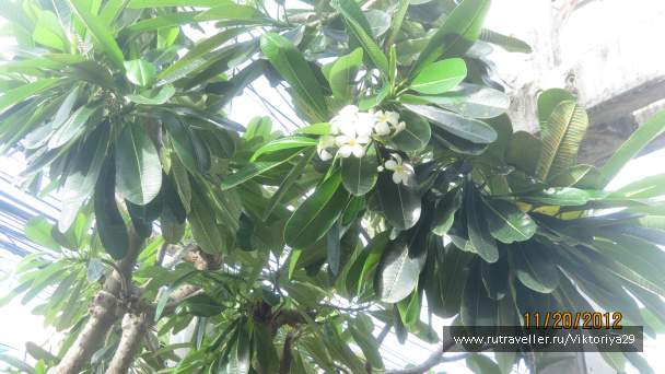 photo 213892