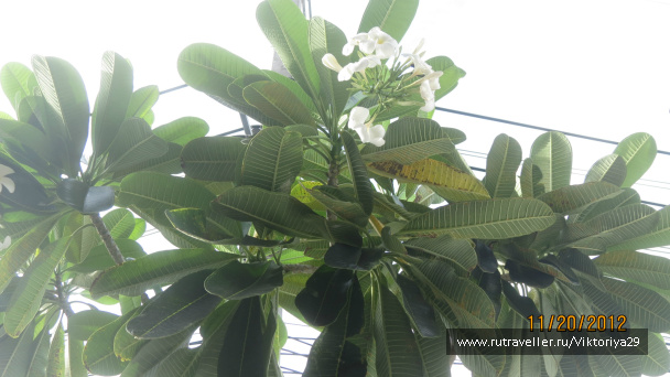 photo 213893
