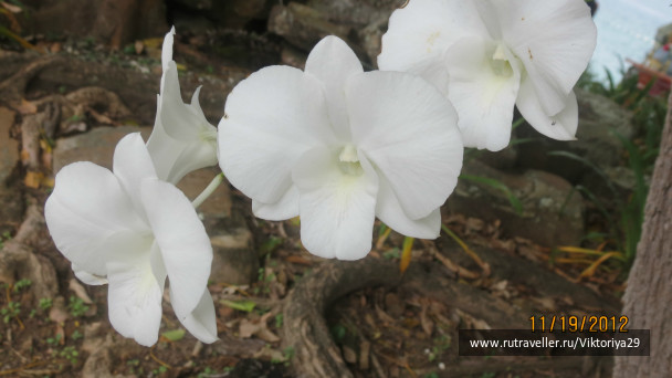 photo 213904