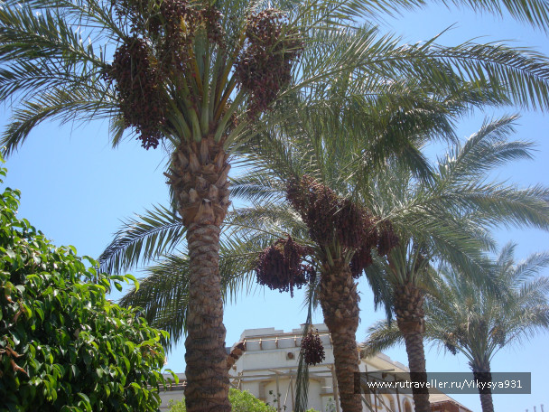 photo 435937