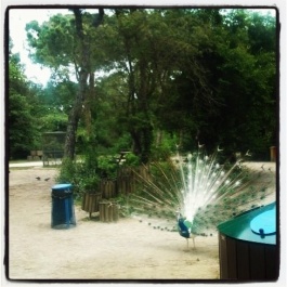 photo 375254