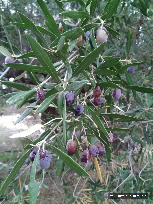 photo 1695855