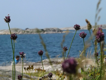 photo 474365