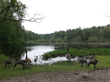 photo 474385