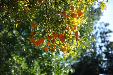 photo 4653
