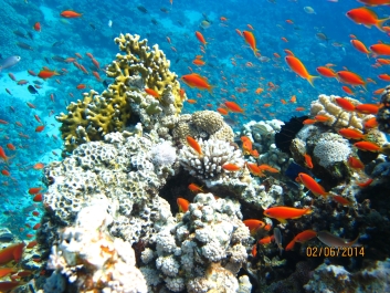 photo 877661