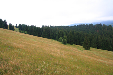 photo 63202