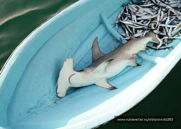 photo 284672