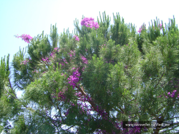 photo 106810