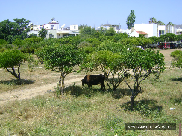 photo 106813