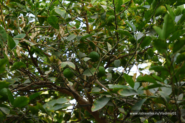 photo 232519