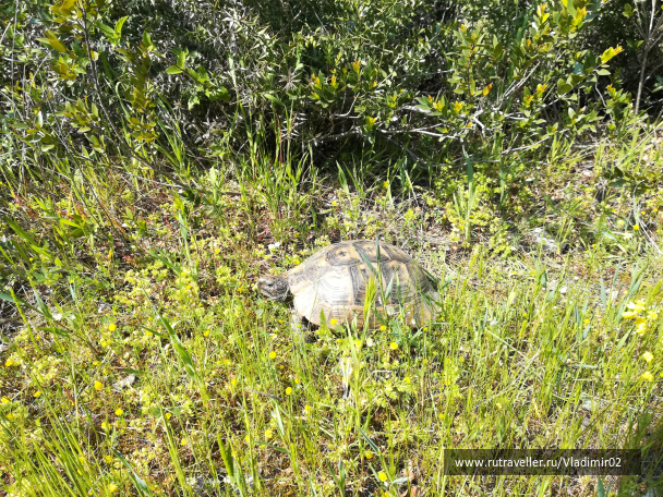 photo 1761667