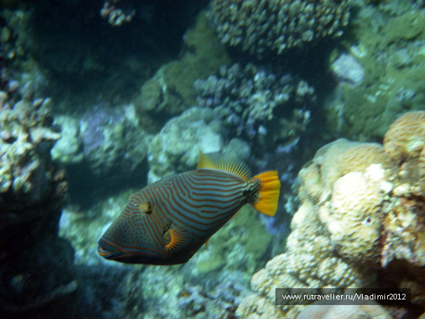 photo 66920
