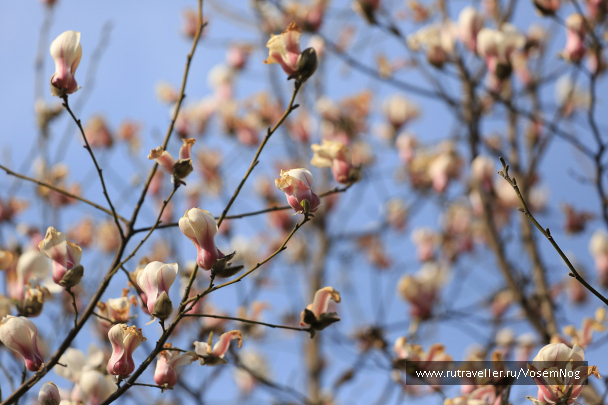 photo 299317