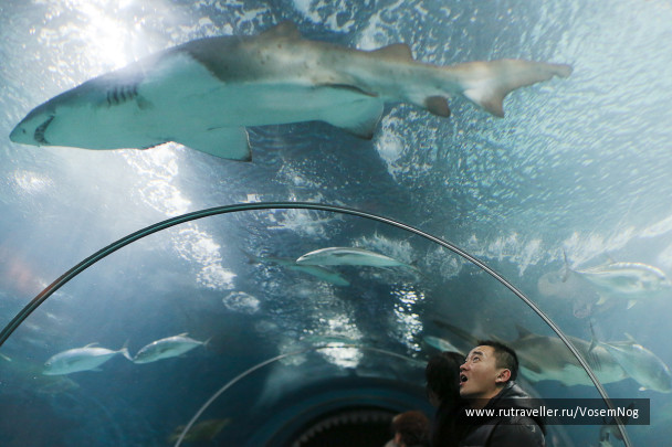 photo 299319