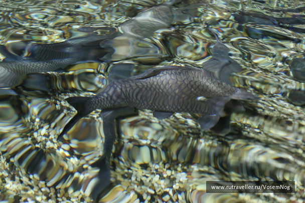 photo 299335