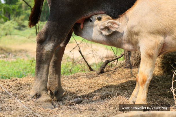 photo 347939