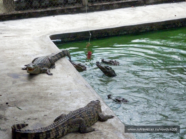 photo 977259